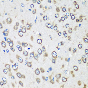 Immunohistochemistry of paraffin-embedded Rat brain using EEF1G Polyclonal Antibody at dilution of  1:100 (40x lens).