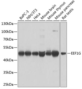 Western blot analysis of extracts of various cell lines using EEF1G Polyclonal Antibody at dilution of 1:1000.