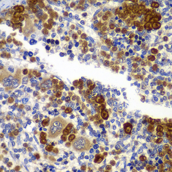 Immunohistochemistry of paraffin-embedded Rat spleen using PRKAB1 Polyclonal Antibody at dilution of  1:100 (40x lens).