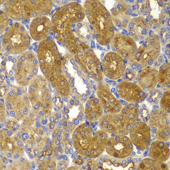Immunohistochemistry of paraffin-embedded Rat kidney using PRKAB1 Polyclonal Antibody at dilution of  1:100 (40x lens).