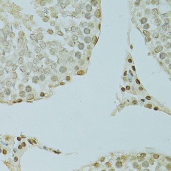 Immunohistochemistry of paraffin-embedded Rat testis using SAFB Polyclonal Antibody at dilution of  1:100 (40x lens).