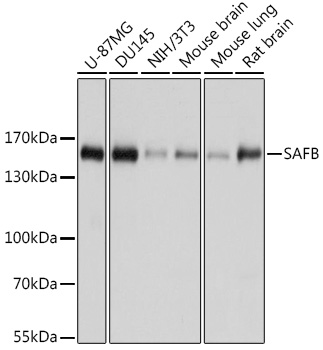 Western blot analysis of extracts of various cell lines using SAFB Polyclonal Antibody at dilution of 1:1000.