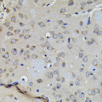 Immunohistochemistry of paraffin-embedded Rat brain using AURKC Polyclonal Antibody