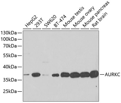 Western blot analysis of extracts of various cell lines using AURKC Polyclonal Antibody at dilution of 1:500.