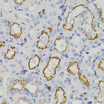 Immunohistochemistry of paraffin-embedded Mouse kidney using STX1A Polyclonal Antibody