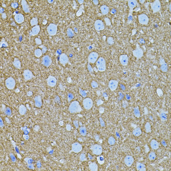 Immunohistochemistry of paraffin-embedded Mouse brain using STX1A Polyclonal Antibody