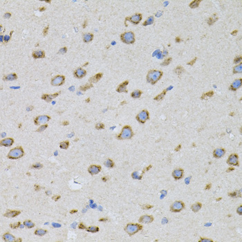 Immunohistochemistry of paraffin-embedded Mouse brain using NAPA Polyclonal Antibody