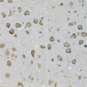 Immunohistochemistry of paraffin-embedded Mouse brain using ASAH2 Polyclonal Antibody