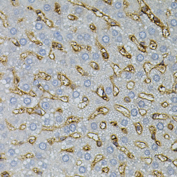 Immunohistochemistry of paraffin-embedded Rat liver using ASAH2 Polyclonal Antibody