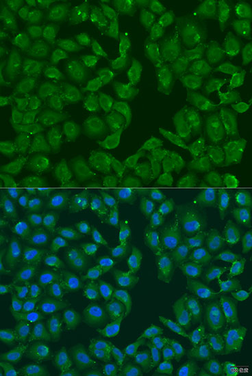 Immunofluorescence analysis of U2OS cells using MSRB3 Polyclonal Antibody at dilution of  1:100. Blue: DAPI for nuclear staining.