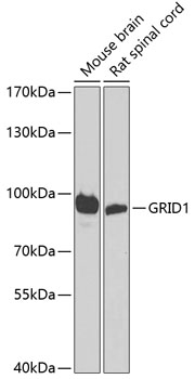 Western blot analysis of extracts of various cell lines using GRID1 Polyclonal Antibody at dilution of 1:1000.