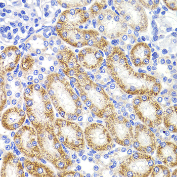 Immunohistochemistry of paraffin-embedded Rat kidney using HMGCL Polyclonal Antibody at dilution of  1:100 (40x lens).