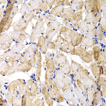 Immunohistochemistry of paraffin-embedded Rat heart using MBNL1 Polyclonal Antibody at dilution of  1:100 (40x lens).