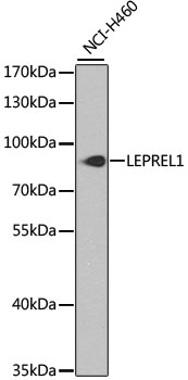 Western blot analysis of extracts of NCI-H460 cells using LEPREL1 Polyclonal Antibody at dilution of 1:1000.