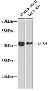 Western blot analysis of extracts of various cell lines using LHX4 Polyclonal Antibody at dilution of 1:1000.