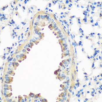 Immunohistochemistry of paraffin-embedded Mouse lung using CAV3 Polyclonal Antibody at dilution of  1:200 (40x lens).