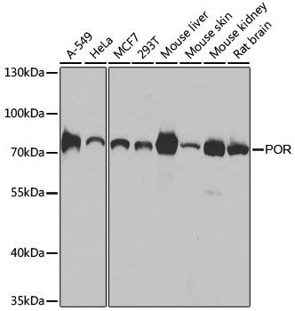 Western blot analysis of extracts of various cell lines using POR Polyclonal Antibody at dilution of 1:1000.