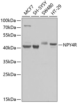 Western blot analysis of extracts of various cell lines using NPY4R Polyclonal Antibody at dilution of 1:1000.