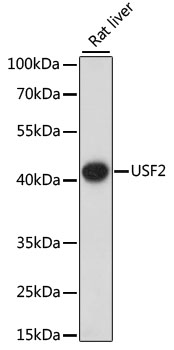 Western blot analysis of extracts of Rat liver using USF2 Polyclonal Antibody at dilution of 1:1000.