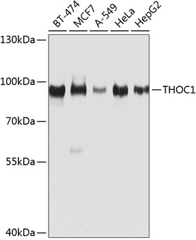 Western blot analysis of extracts of various cell lines using THOC1 Polyclonal Antibody at dilution of 1:1000.