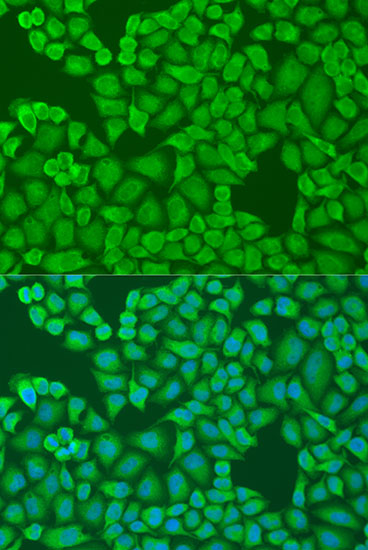 Immunofluorescence analysis of U2OS cells using IFI44 Polyclonal Antibody at dilution of  1:100. Blue: DAPI for nuclear staining.