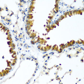Immunohistochemistry of paraffin-embedded Mouse lung using TAZ Polyclonal Antibody at dilution of  1:200 (40x lens).