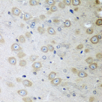 Immunohistochemistry of paraffin-embedded Mouse brain using ATAD3A Polyclonal Antibody at dilution of  1:100 (40x lens).