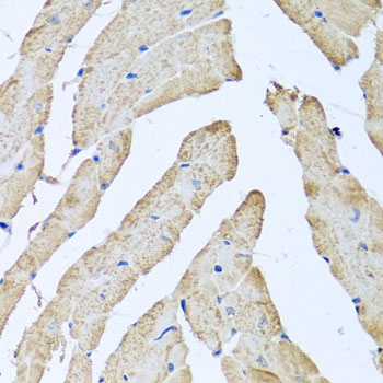 Immunohistochemistry of paraffin-embedded Mouse heart using ATAD3B Polyclonal Antibody at dilution of  1:100 (40x lens).