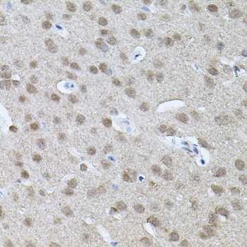 Immunohistochemistry of paraffin-embedded Mouse brain using RNF166 Polyclonal Antibody