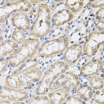 Immunohistochemistry of paraffin-embedded Rat kidney using RNF166 Polyclonal Antibody