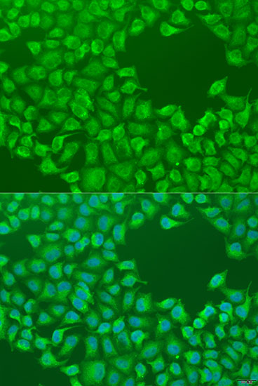 Immunofluorescence analysis of U2OS cells using CEP57L1 Polyclonal Antibody at dilution of  1:100. Blue: DAPI for nuclear staining.