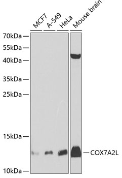 Western blot analysis of extracts of various cell lines using COX7A2L Polyclonal Antibody at dilution of 1:1000.