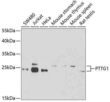 Western blot analysis of extracts of various cell lines using PTTG1 Polyclonal Antibody at dilution of 1:1000.