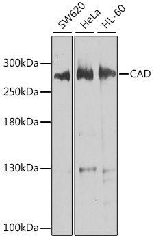Western blot analysis of extracts of various cell lines using CAD Polyclonal Antibody at dilution of 1:1000.