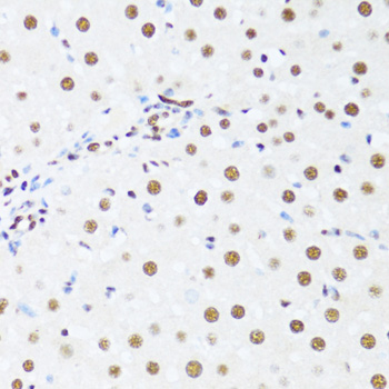 Immunohistochemistry of paraffin-embedded Rat liver using DDX39B Polyclonal Antibody at dilution of  1:100 (40x lens).