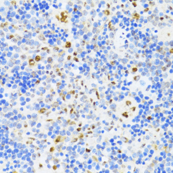 Immunohistochemistry of paraffin-embedded Rat spleen using DDX39B Polyclonal Antibody at dilution of  1:100 (40x lens).