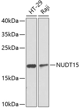 Western blot analysis of extracts of various cell lines using NUDT15 Polyclonal Antibody at dilution of 1:1000.