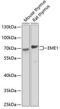 Western blot analysis of extracts of various cell lines using EME1 Polyclonal Antibody at dilution of 1:1000.