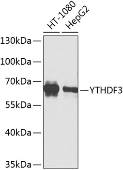 Western blot analysis of extracts of various cell lines using YTHDF3 Polyclonal Antibody at dilution of 1:1000.