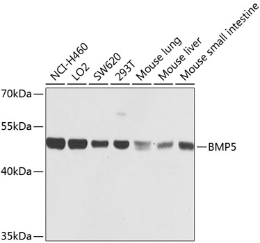 Western blot analysis of extracts of various cell lines using BMP5 Polyclonal Antibody at dilution of 1:1000.