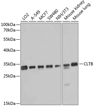 Western blot analysis of extracts of various cell lines using CLTB Polyclonal Antibody at dilution of 1:1000.