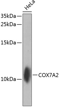 Western blot analysis of extracts of HeLa cells using COX7A2 Polyclonal Antibody at dilution of 1:1000.