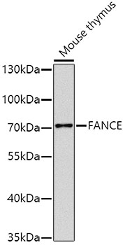 Western blot analysis of extracts of Mouse thymus using FANCE Polyclonal Antibody at dilution of 1:1000.