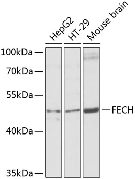 Western blot analysis of extracts of various cell lines using FECH Polyclonal Antibody at dilution of 1:1000.