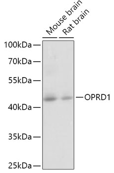 Western blot analysis of extracts of various cell lines using OPRD1 Polyclonal Antibody at dilution of 1:1000.