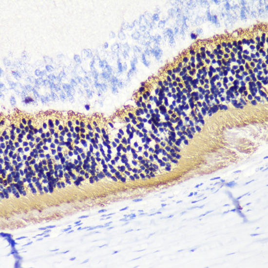 Immunohistochemistry of paraffin-embedded Rat retina using PDC Polyclonal Antibody at dilution of  1:200 (40x lens).