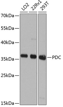 Western blot analysis of extracts of various cell lines using PDC Polyclonal Antibody at dilution of 1:1000.