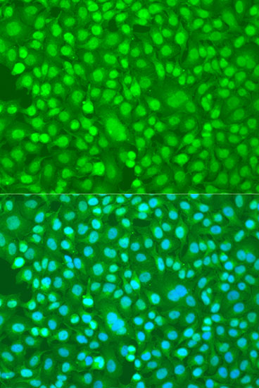 Immunofluorescence analysis of U2OS cells using PER1 Polyclonal Antibody at dilution of  1:100. Blue: DAPI for nuclear staining.