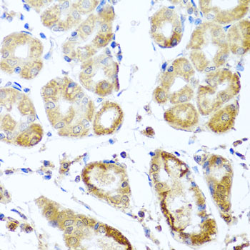 Immunohistochemistry of paraffin-embedded Human stomach using PER1 Polyclonal Antibody at dilution of  1:100 (40x lens).