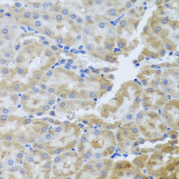 Immunohistochemistry of paraffin-embedded Rat kidney using PER1 Polyclonal Antibody at dilution of  1:100 (40x lens).